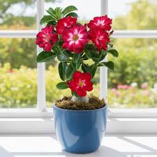 Adenium Plant Dobe Desert Rose আদেনিয়াম ডবল ফুল গাছ - Image 1