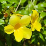 Allamanda cathartica আলামান্ডা  ফুল গাছ