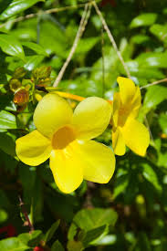 Allamanda Flower Plant Allamanda cathartica আলামান্ডা ফুল গাছ - Image 1