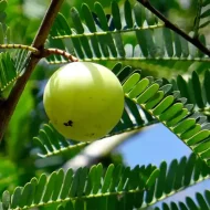 Thai Hybrid Amaloki Plant থাই হাইব্রিড আমলকি গাছ