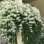 Aromatic Jui Plant অ্যারোমেটিক জুঁই ফুল গাছ