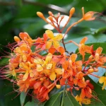 Hybrid Ashok Tree হাইব্রিড অশোক গাছ