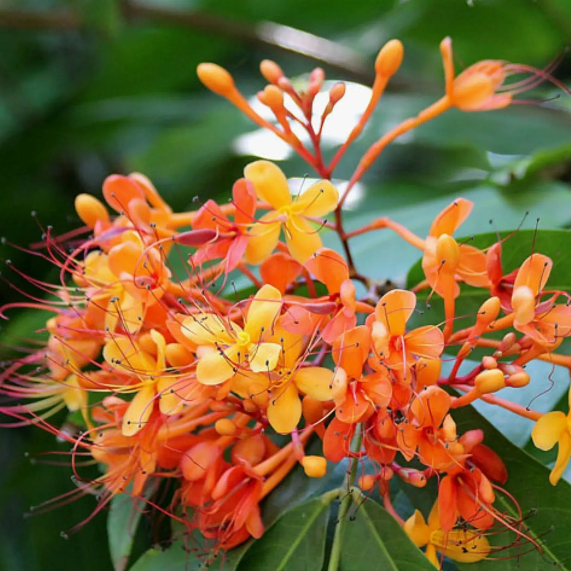 Ashoka_Saraca_2_aa118aabe4 Hybrid Ashok Tree হাইব্রিড অশোক গাছ - Image 1