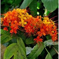 Hybrid Ashok Tree হাইব্রিড অশোক গাছ - Image 5
