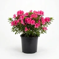 azalea plantinbd