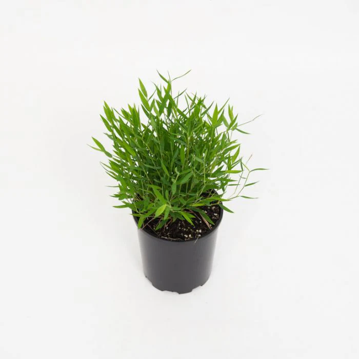 BabyPandaGrass200mm China Bamboo চীনা বাঁশ - Image 6