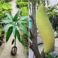 Banana Mango ব্যানানা ম্যাংগো - Image 4