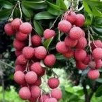 Bedena Lichu Treeবেদেনা লিচু গাছ