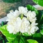 Beli Flower Plant বেলি ফুল গাছ