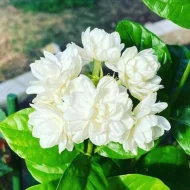 Beli Flower Plant বেলি ফুল গাছ