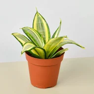 Birds Nest Snake Plant পাখির বাসা স্নেক প্ল্যান্ট