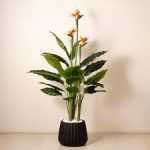 Bird Of Paradise Plantinbd
