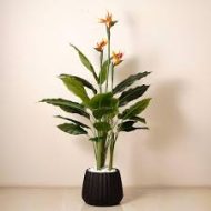 Bird Of Paradise Plantinbd