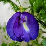 Blue Aparajita Flower Plant Plantinbd