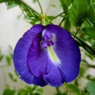 Blue Aparajita Flower Plant Plantinbd