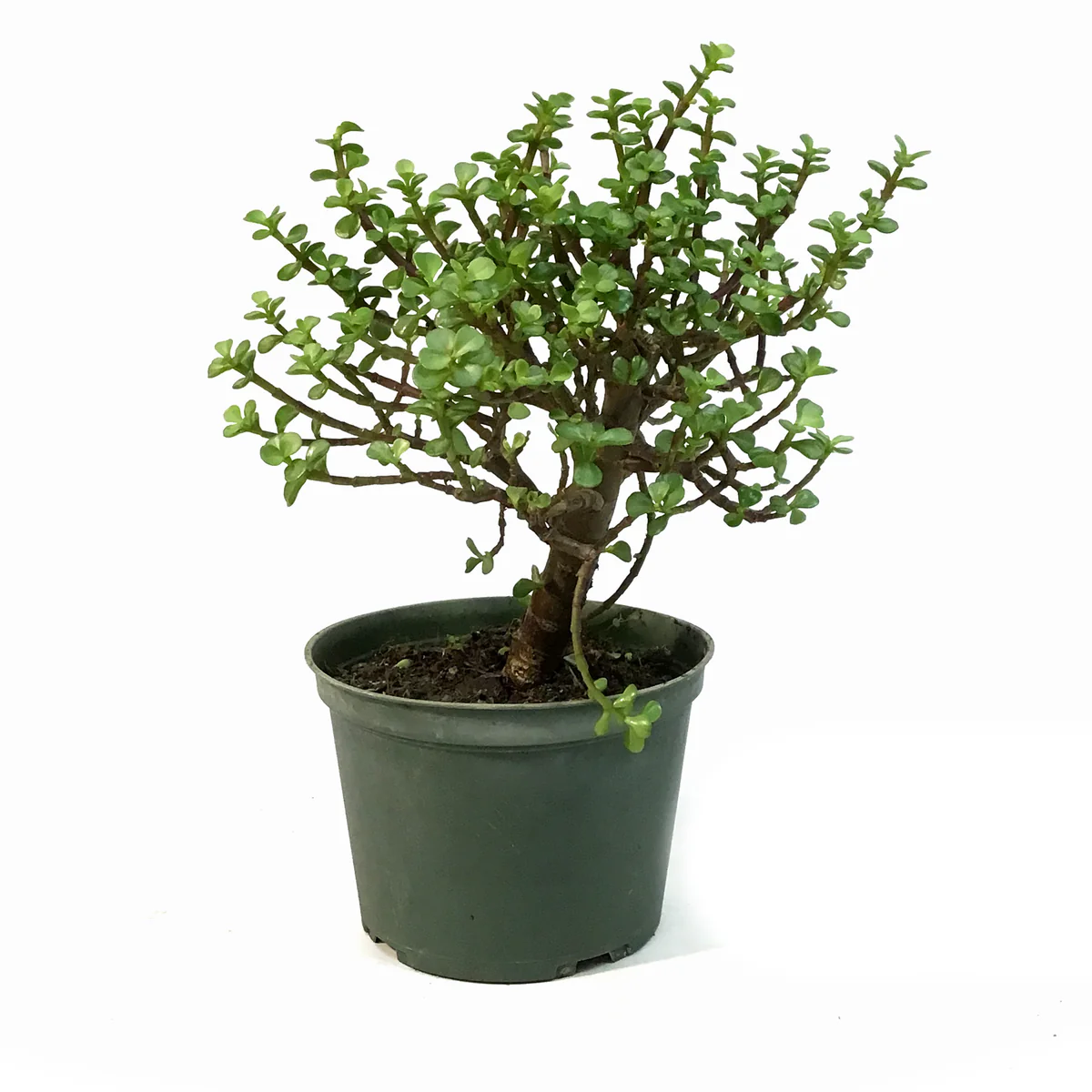 বনসাই গাছের চারা - Bonsai plant for sale in Bangladesh
