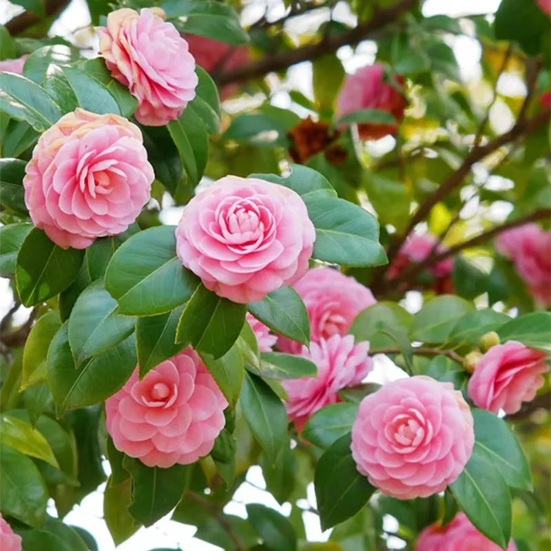 Buy Camellia Flower Plant ক্যামেলিয়া ফুল গাছ Plant In BD Buy Camellia Flower Plant - ক্যামেলিয়া ফুল গাছ | Plant In BD