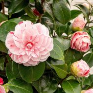 Camellia Flower Plant ক্যামেলিয়া ফুল গাছ