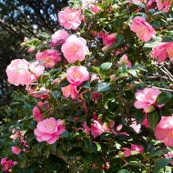 Camellia Flower Plant ক্যামেলিয়া ফুল গাছ - Image 2