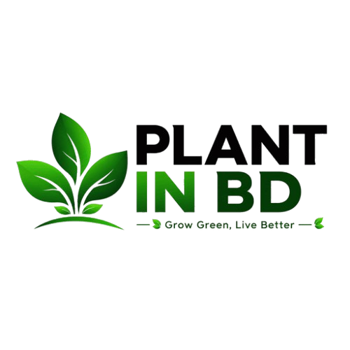 Plant in bd