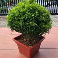 China Bamboo Plant Plantinbd