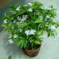 Chiness Tagar Plant Plantinbd