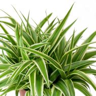 Spider Plant স্পাইডার প্ল্যান্ট - Image 4