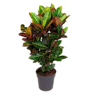 পাতাবাহার / ক্রোটন গাছের চারা - Croton plant for sale in Bangladesh