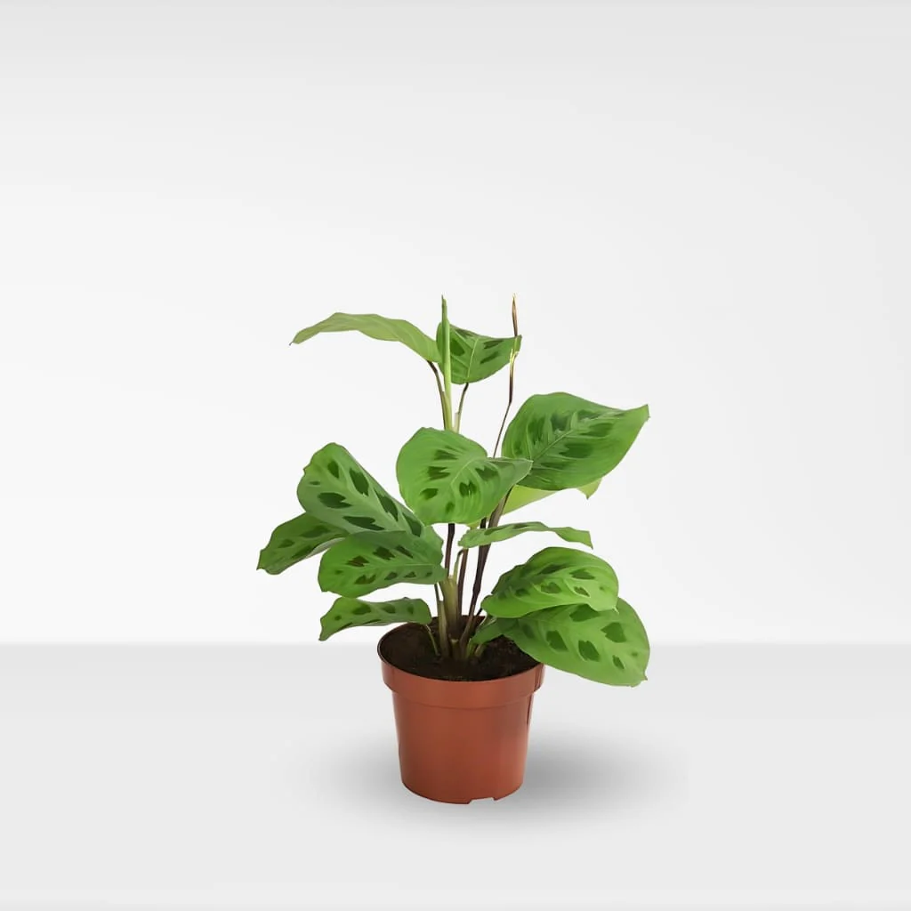 ComprarMarantaKerchoveanaonlineadomicilio karsovena Plant কারসোভেনা ফল গাছ - Image 5