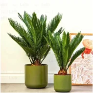 সাগো পাম গাছের চারা - Sago palm plant for sale in Bangladesh