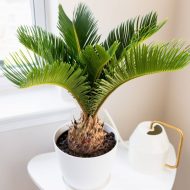 Sago Palm সাগো পাম - Image 7
