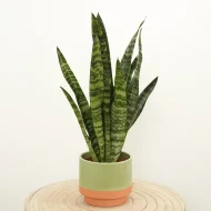 Green Snake Plant সবুজ স্নেকপ্ল্যান্ট - Image 3