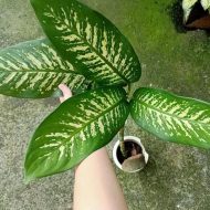 Dieffenbachia Tropic Snow ডিইফেনবাকিয়া ট্রপিক স্নো - Image 3