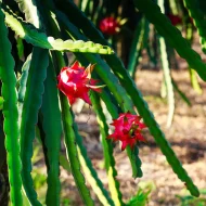 Red Dragon Fruit Plant লাল ড্রাগন ফল গাছ - Image 3