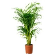 এরিকা পাম Areca Palm Indoor Plant Bangladesh