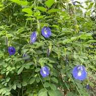 Blue Aparajita নীল অপরাজিতা - Image 4
