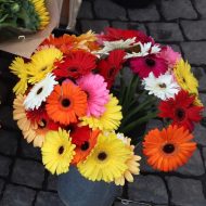 জারবেরা ফুল গাছের চারা - Gerbera plant for sale in Bangladesh