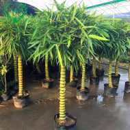 ঘটি বাঁশ গাছের চারা - Ghoti bamboo plant for sale in Bangladesh
