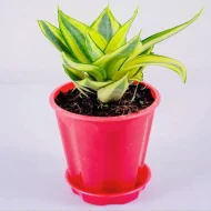 Sansevieria Golden Hahnii সেন্সেভেরিয়া গোল্ডেন হানি - Image 3