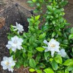 Gandharaj Flower Plant গন্ধরাজ ফুল গাছ