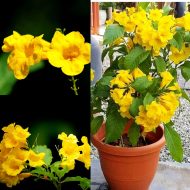 গোরি চোরি (টেকোমা) ফুল গাছের চারা - Gori Chori plant for sale in Bangladesh