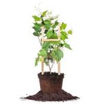 Green Grape Plant সবুজ মিষ্টি আঙ্গুর গাছ