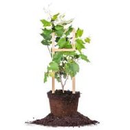 Green Grape Plant সবুজ মিষ্টি আঙ্গুর গাছ