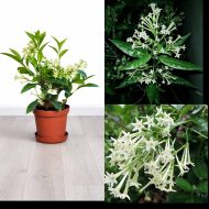 হাসনা হেনা (রাতরাণী) ফুল গাছের চারা - Hasna Hena plant for sale in Bangladesh