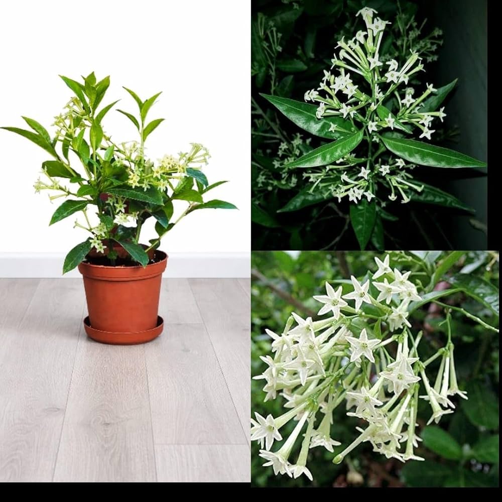 হাসনা হেনা (রাতরাণী) ফুল গাছের চারা - Hasna Hena plant for sale in Bangladesh