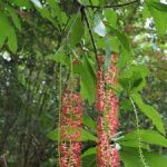 হিজল গাছের চারা - Hijol plant for sale in Bangladesh
