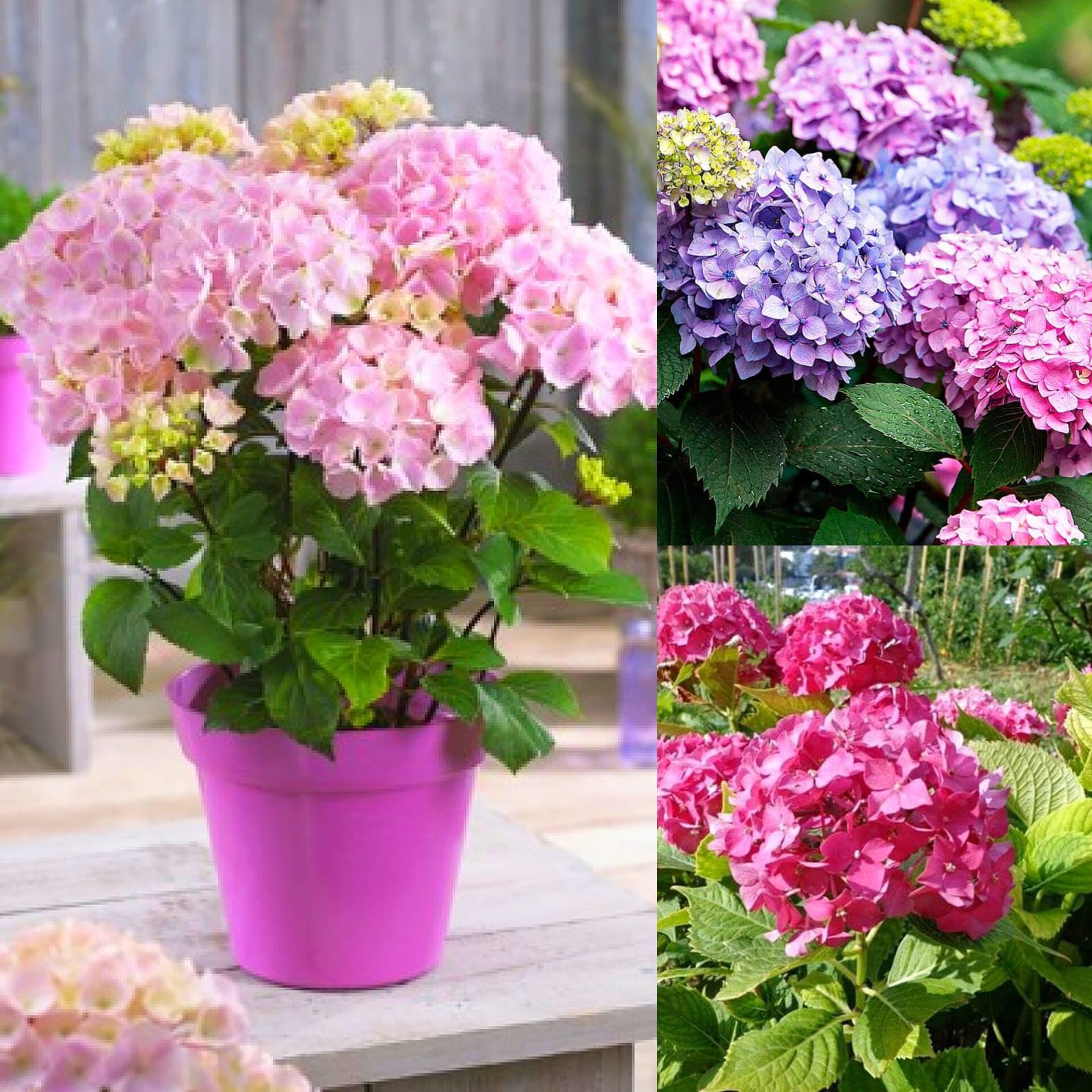 হাইড্রেঞ্জা ফুল গাছের চারা - Hydrangea plant for sale in Bangladesh