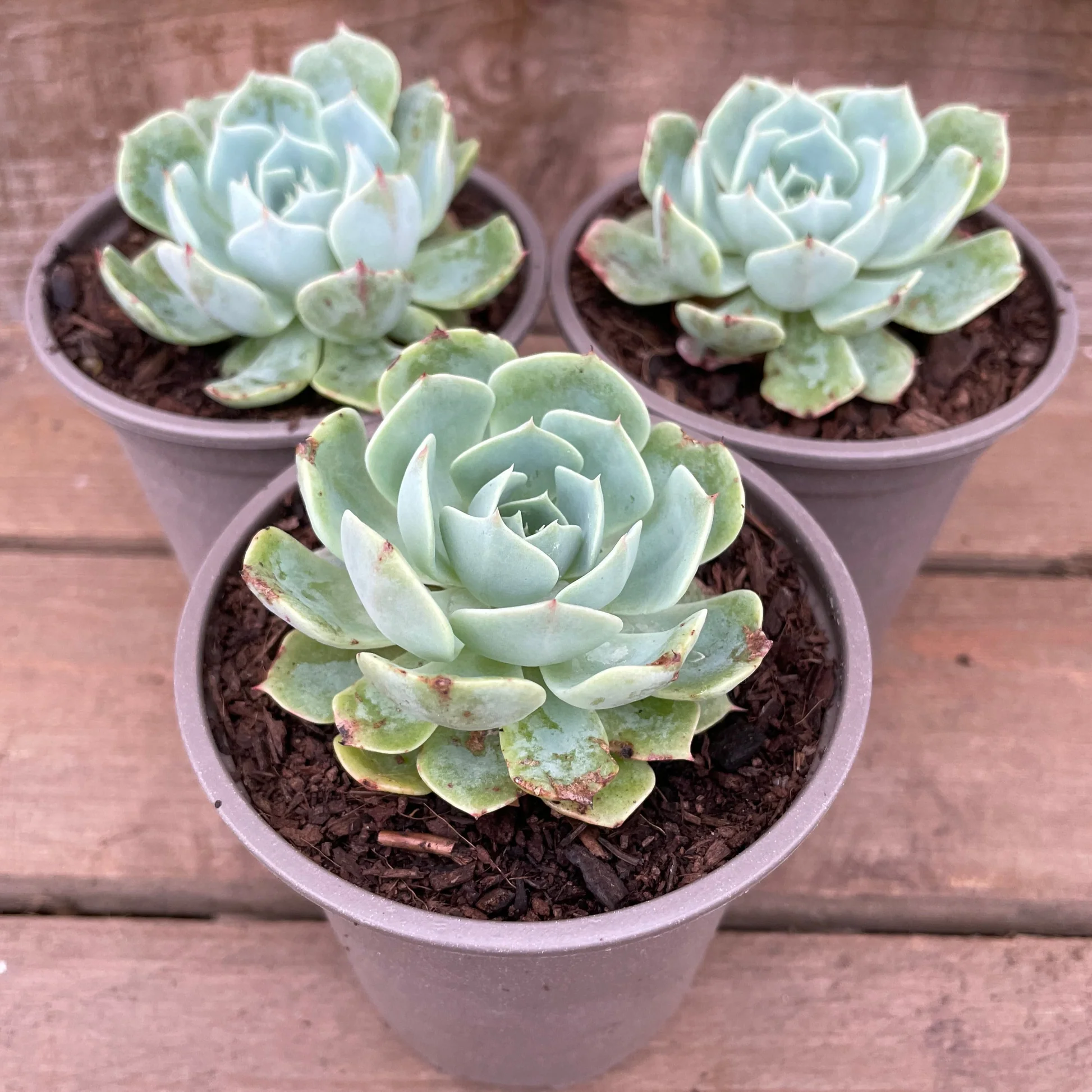 ইন্ডিয়ান সুকুলেন্ট গাছের চারা - Succulent plant for sale in Bangladesh
