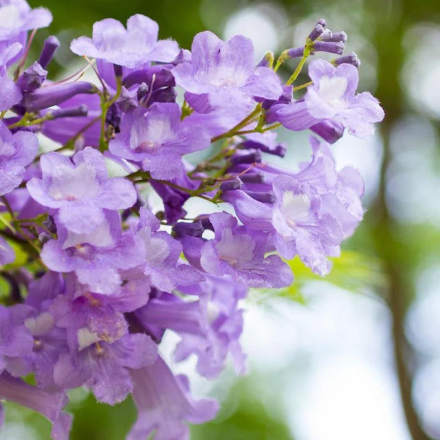 JACARANDA-mimosifolia-Blue-Jacaranda-Ex-Ground Jacaranda Flower Tree Plant জ্যাকারান্ডা গাছ - Image 3
