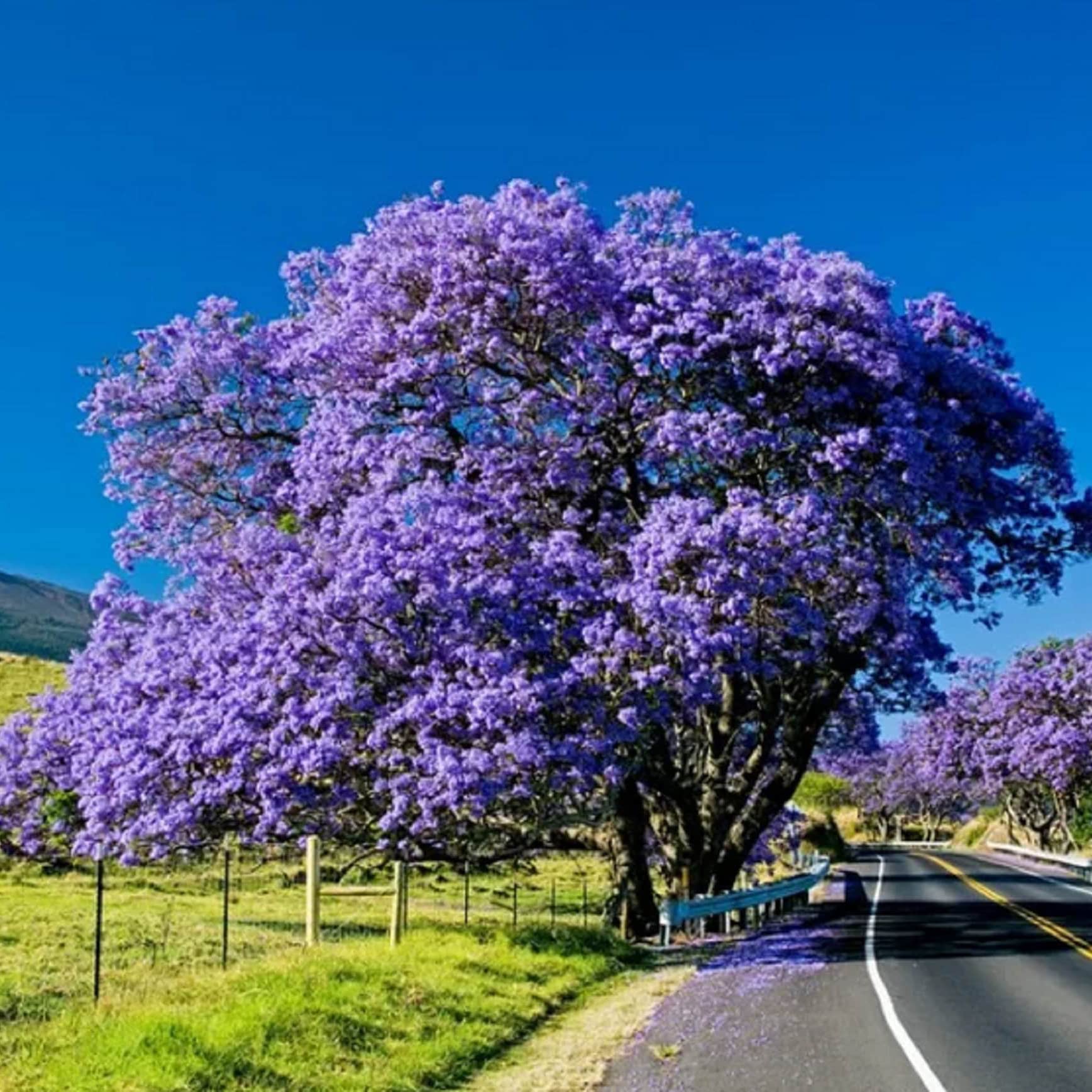 জ্যাকারান্ডা গাছের চারা - Jacaranda plant for sale in Bangladesh